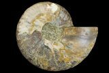Cut & Polished Ammonite Fossil (Half) - Madagascar #158021-1